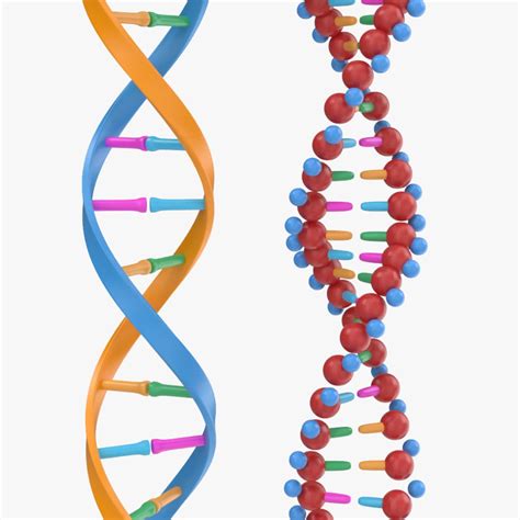 dna strand 3d model.